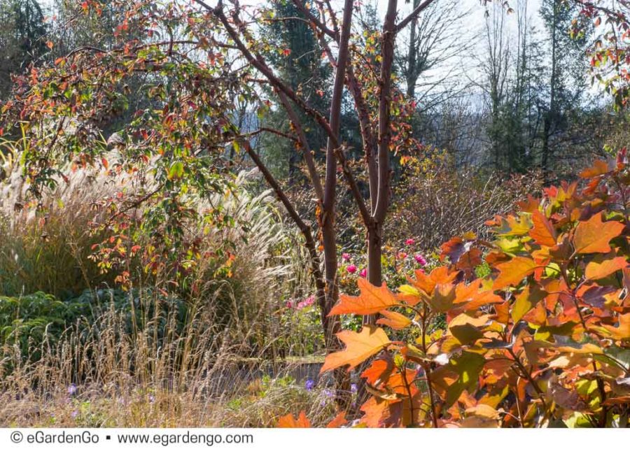 Darcy Daniels Garden Designer