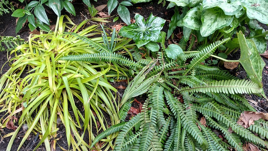 Joanne Fuller Winter Garden