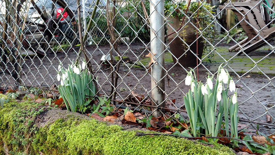 Joanne Fuller Winter Garden