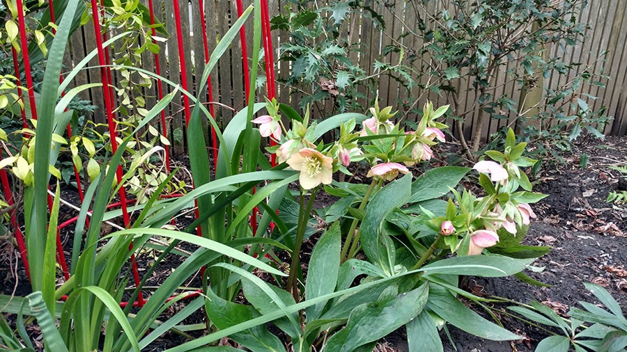 Joanne Fuller Winter Garden