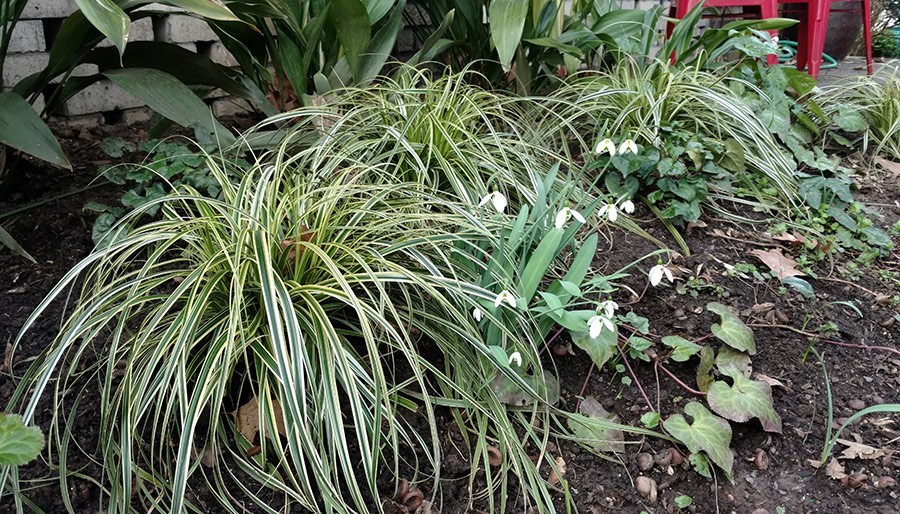 Joanne Fuller Winter Garden