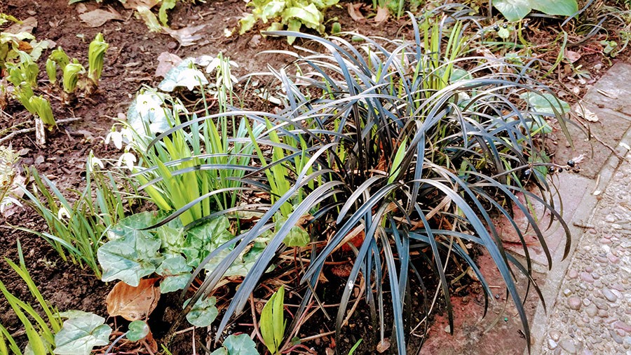 Joanne Fuller Winter Garden