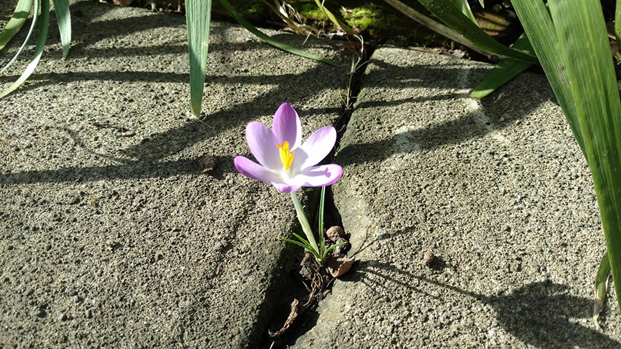 Joanne Fuller Winter Garden
