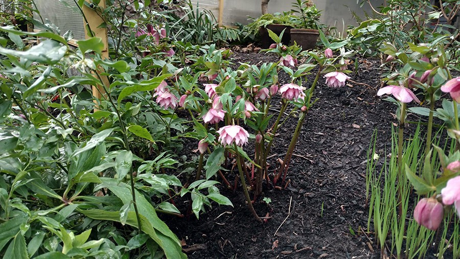 Joanne Fuller Winter Garden