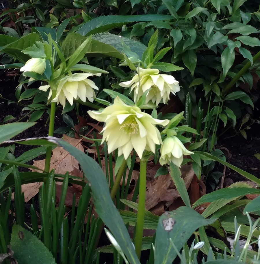 Joanne Fuller Winter Garden