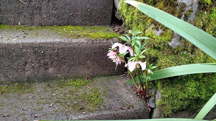 Joanne Fuller Winter Garden