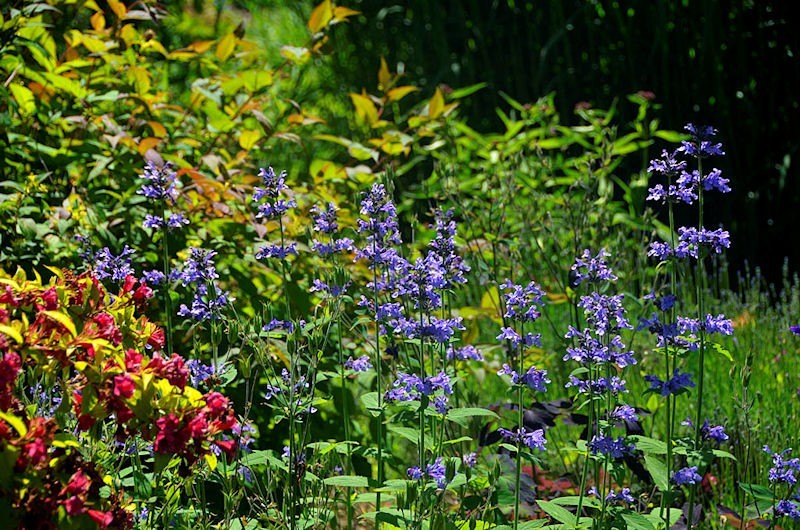 HPSO Open Gardens - Joy Creek Nursery
