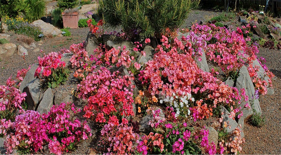 Lewisia Mound