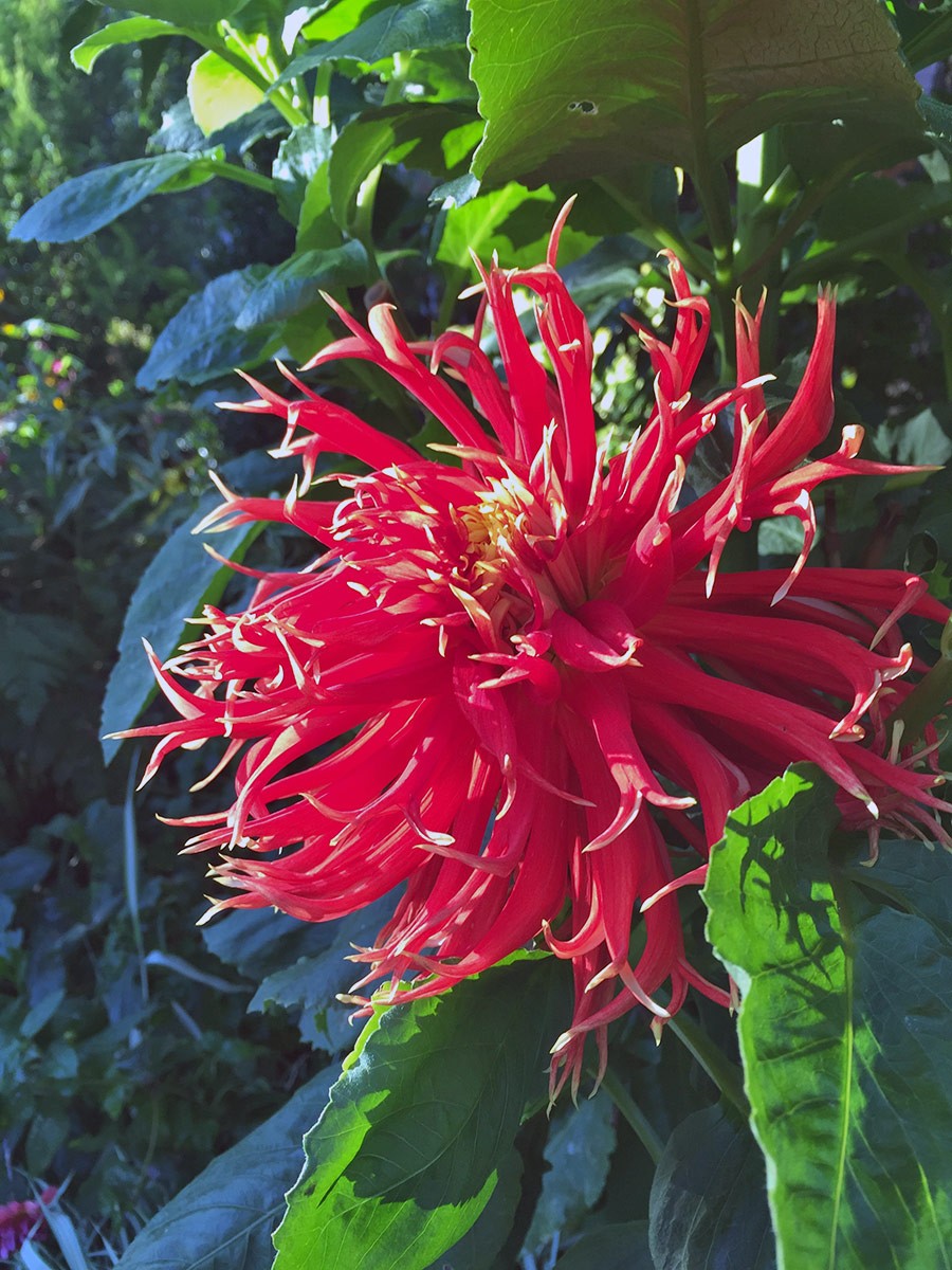 Nancy Goldman Garden