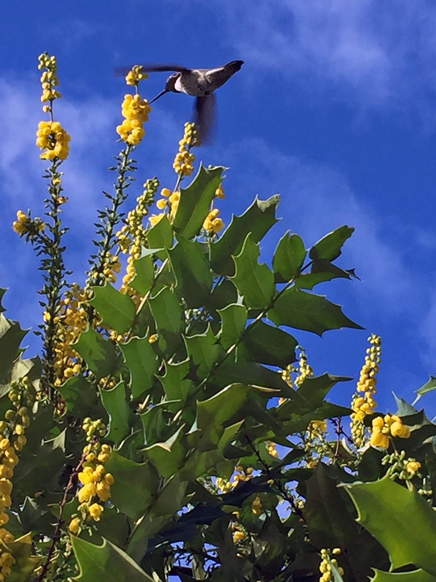 Nancy Goldman Garden