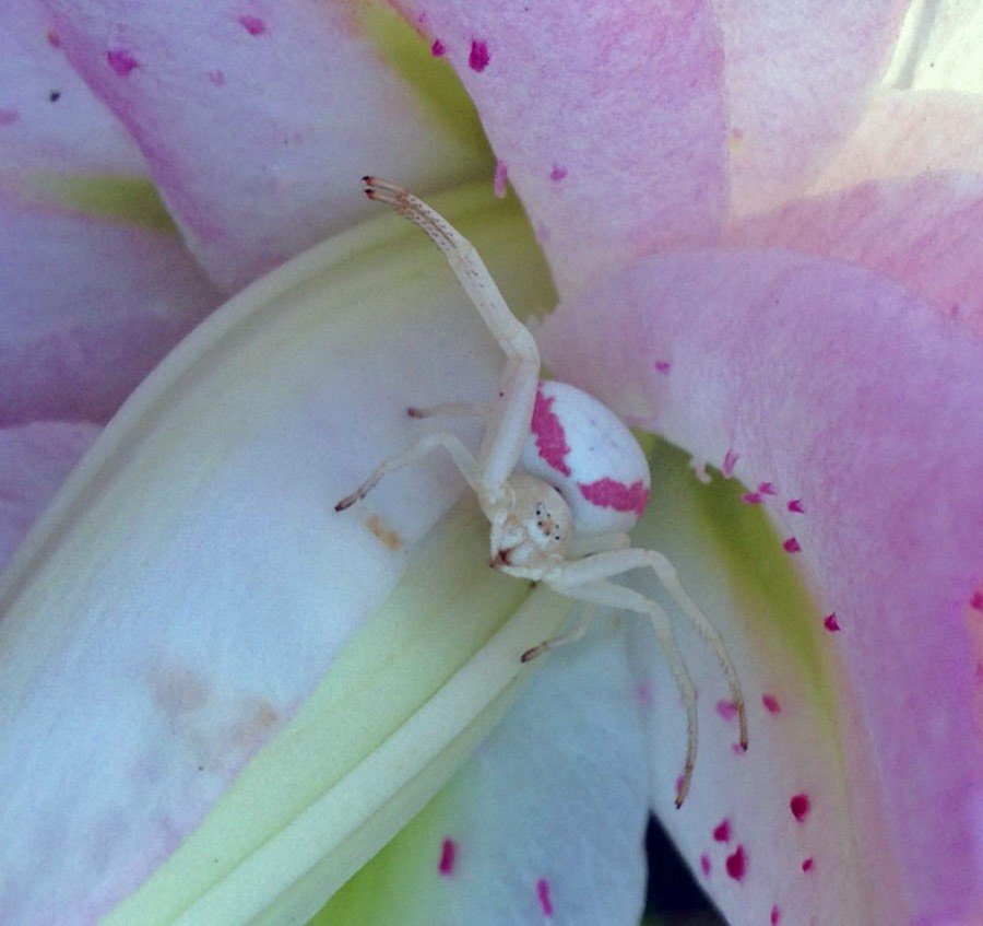 Nancy Goldman Garden