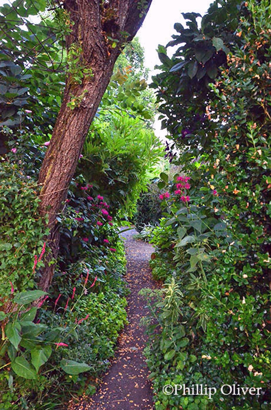 Nancy Goldman Garden