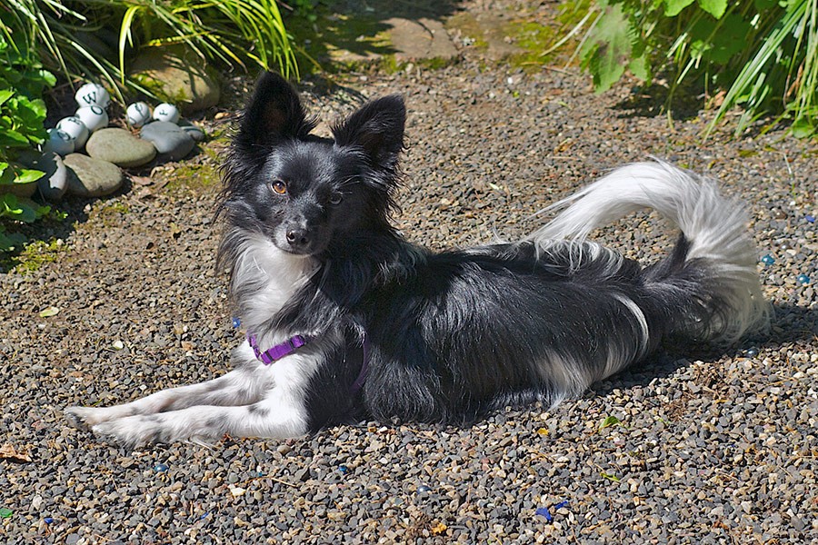 Nancy Goldman Garden