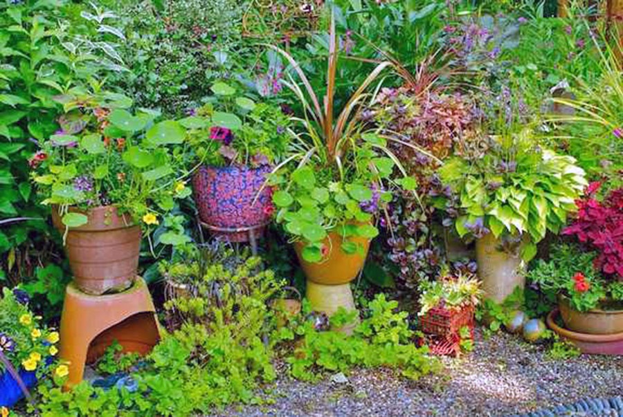 Nancy Goldman Garden