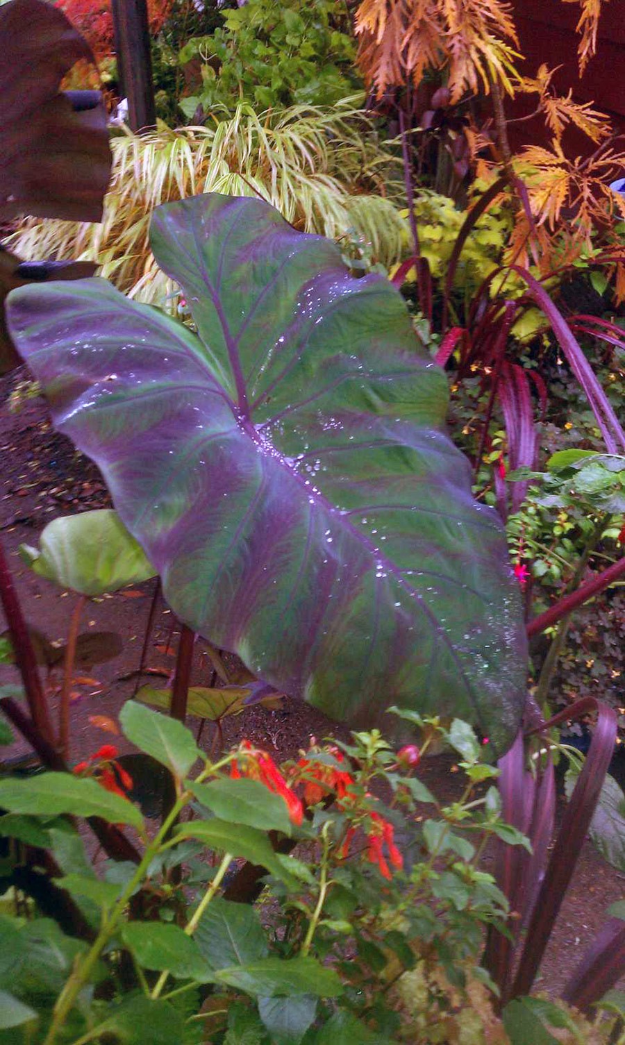 Nancy Goldman Garden