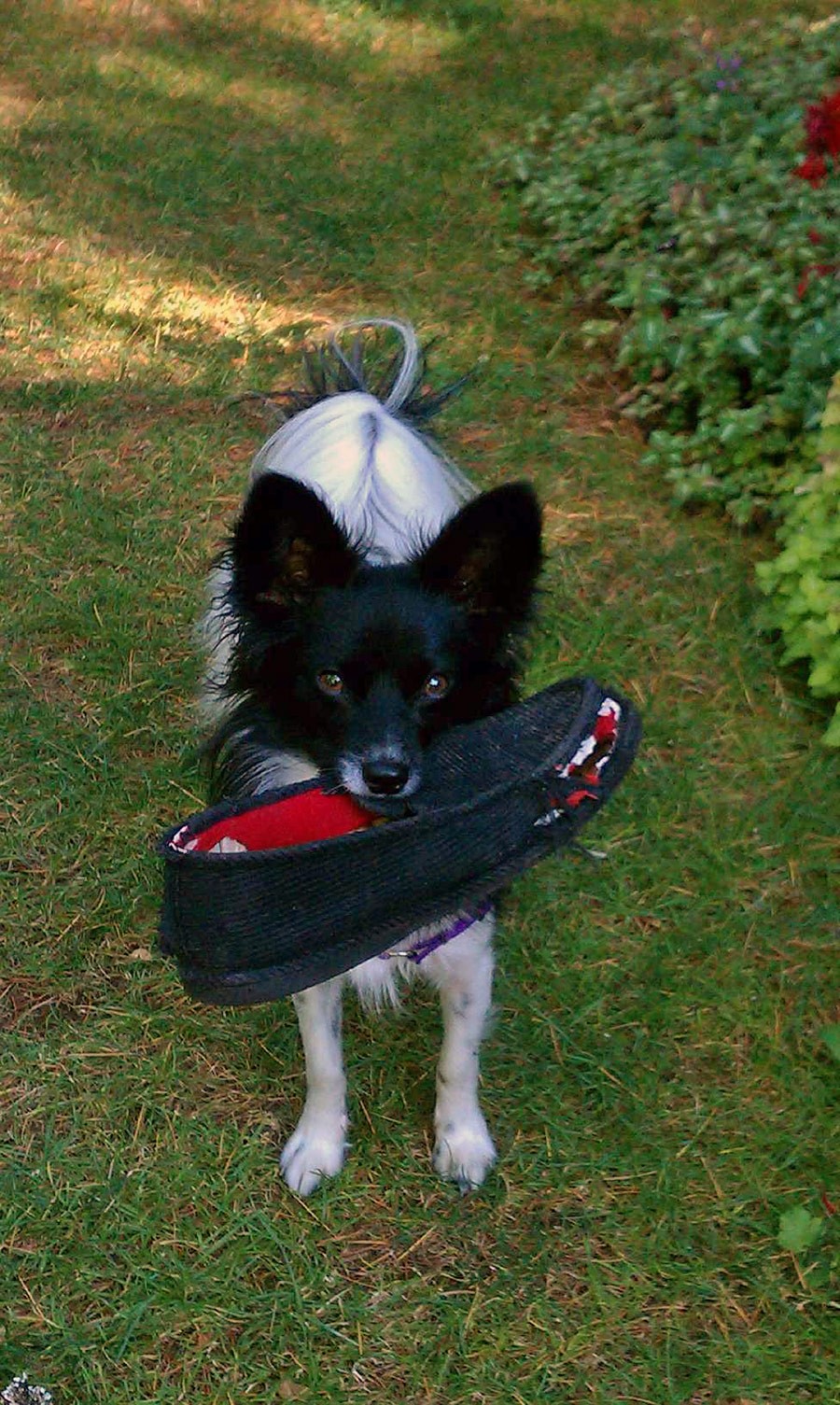 Nancy Goldman Garden