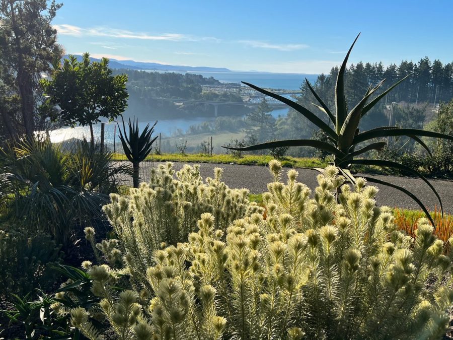 Tree aloe (Aloe barberae), Arbutus ‘Marina” and featherhead (Phylica pubescens) frame a view of the Pacific Ocean in southwestern-most Oregon.