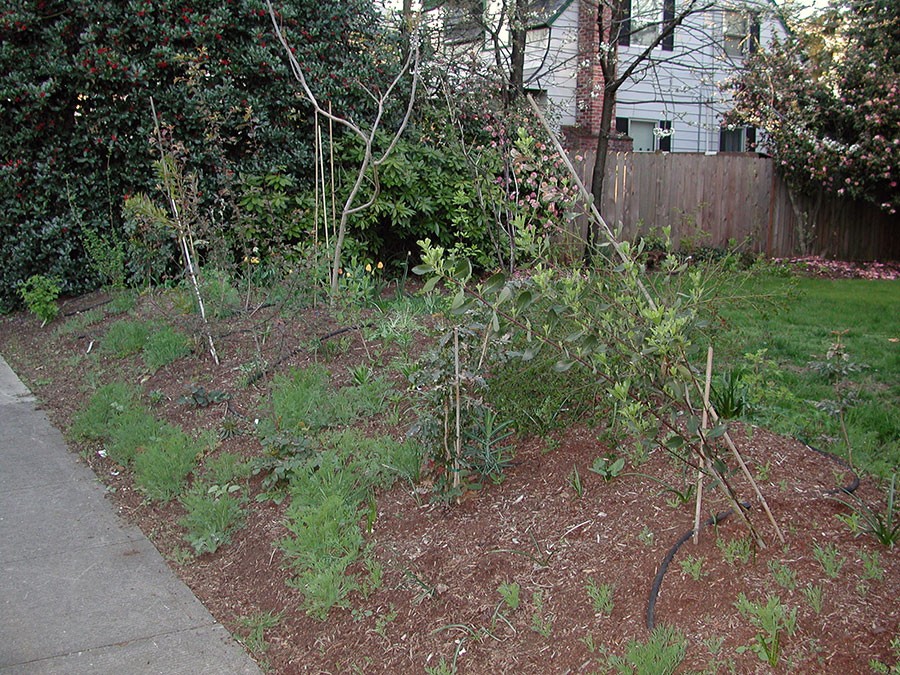 Renovating an Overgrown Garden