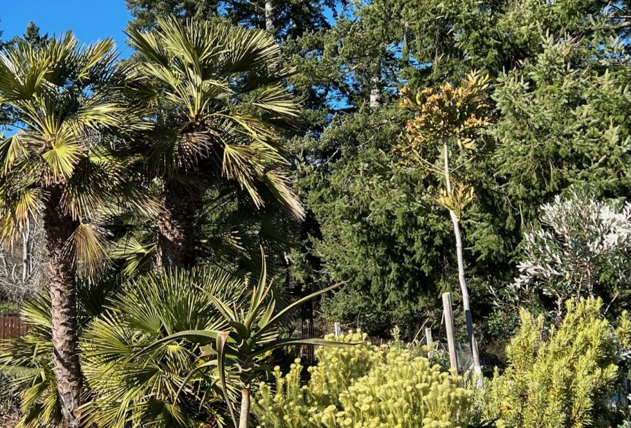 A multi-trunked Mediterranean fan palm (Chamaerops humilis), a tree aloe (Aloe barberae), Phylica pubescens and a Queensland kauri (Agathis robusta) fill a bed in Oregon’s coastal Curry County.