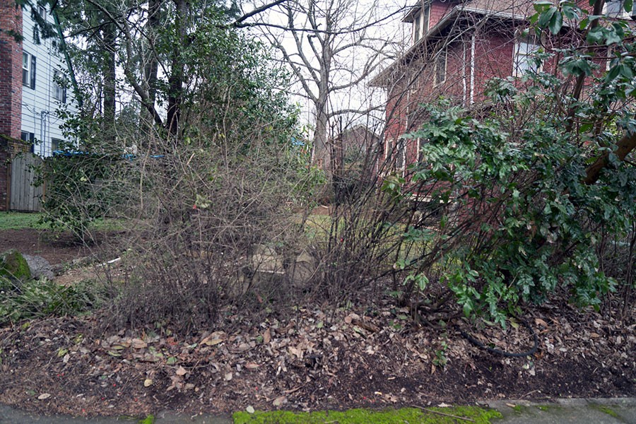 Renovating an Overgrown Garden