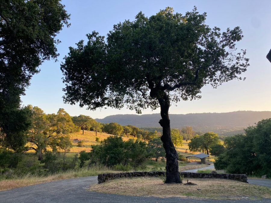 Sonoma Botanical Garden’s expansion onto its Three Springs Ranch property will add new California native plantings to its historic focus on Asian flora.