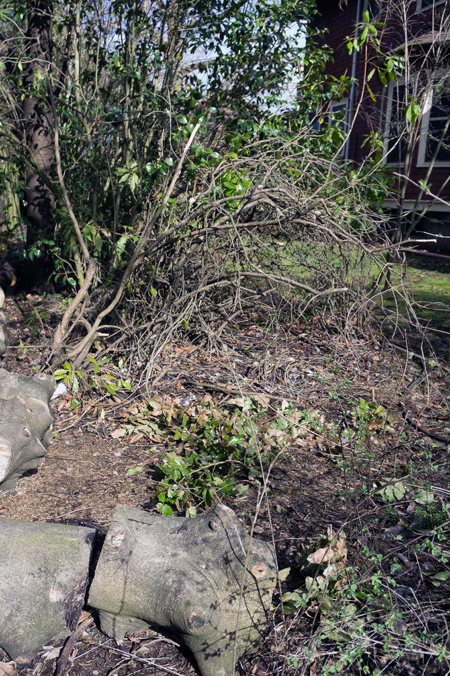 Renovating an Overgrown Garden