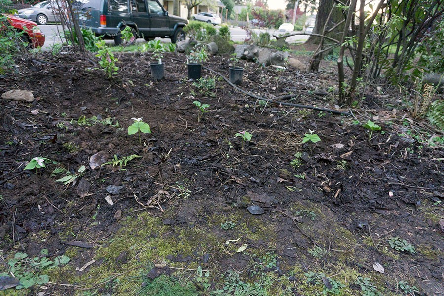 Renovating an Overgrown Garden