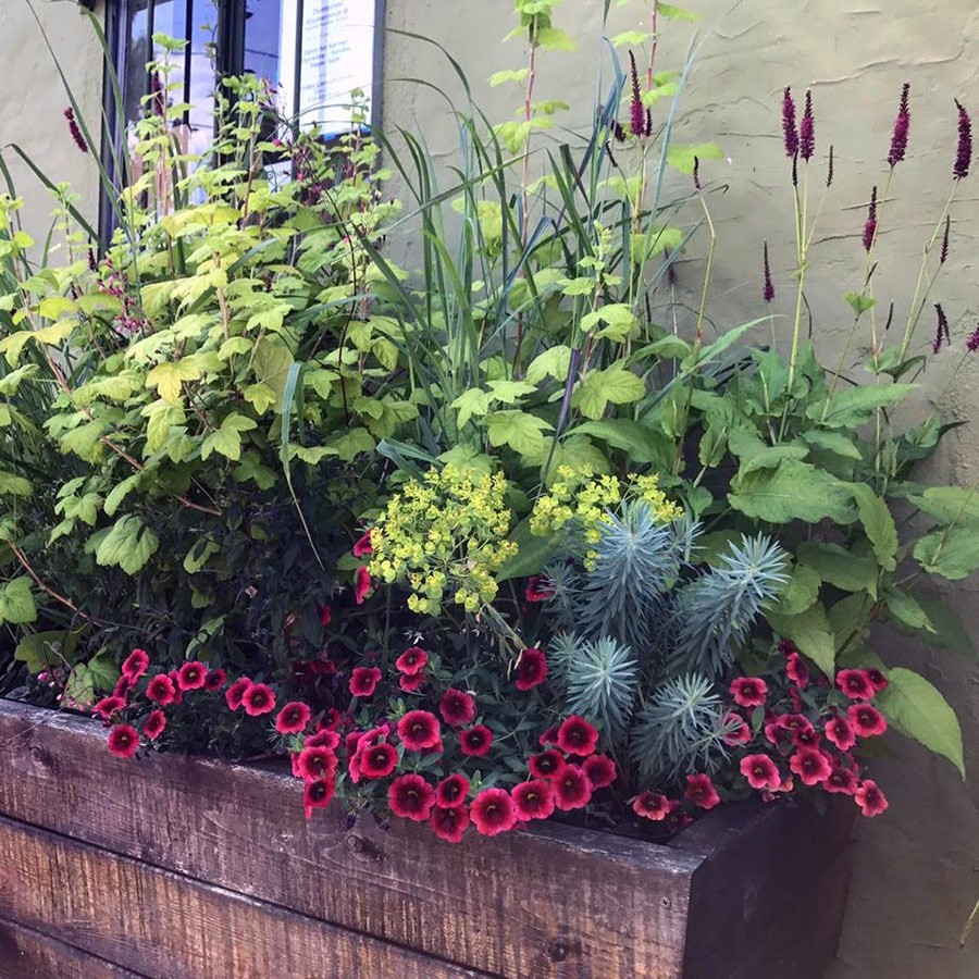 Contained Exuberance for the Summer Garden