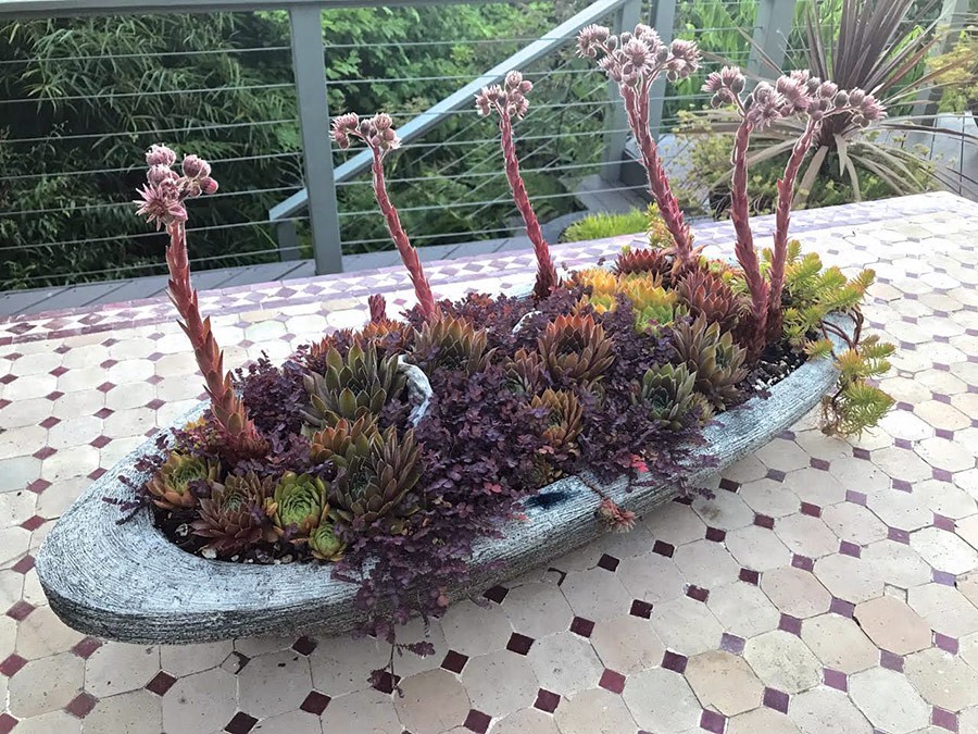 Contained Exuberance for the Summer Garden