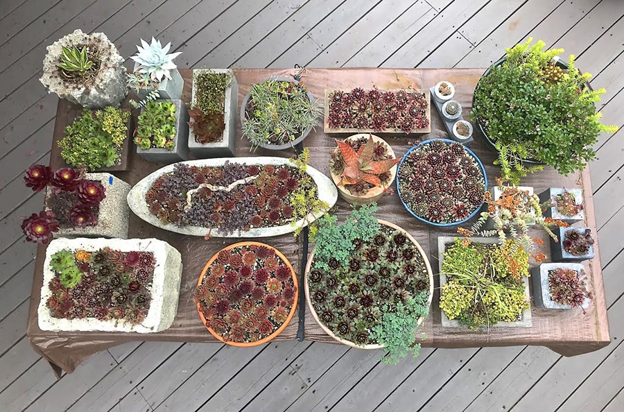 Contained Exuberance for the Summer Garden