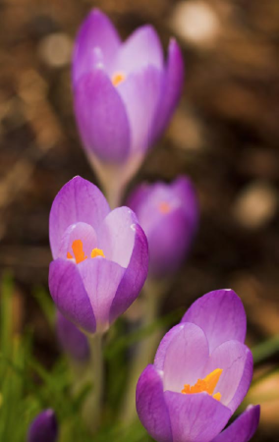 Plant selection and design with Darcy Daniels
