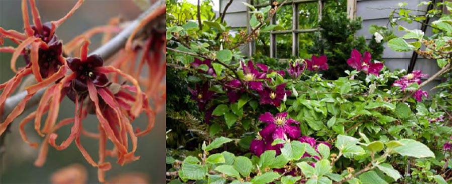 Plant selection and design with Darcy Daniels