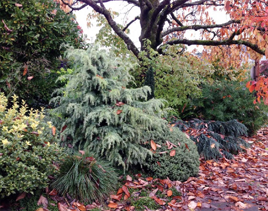 Plant selection and design with Darcy Daniels