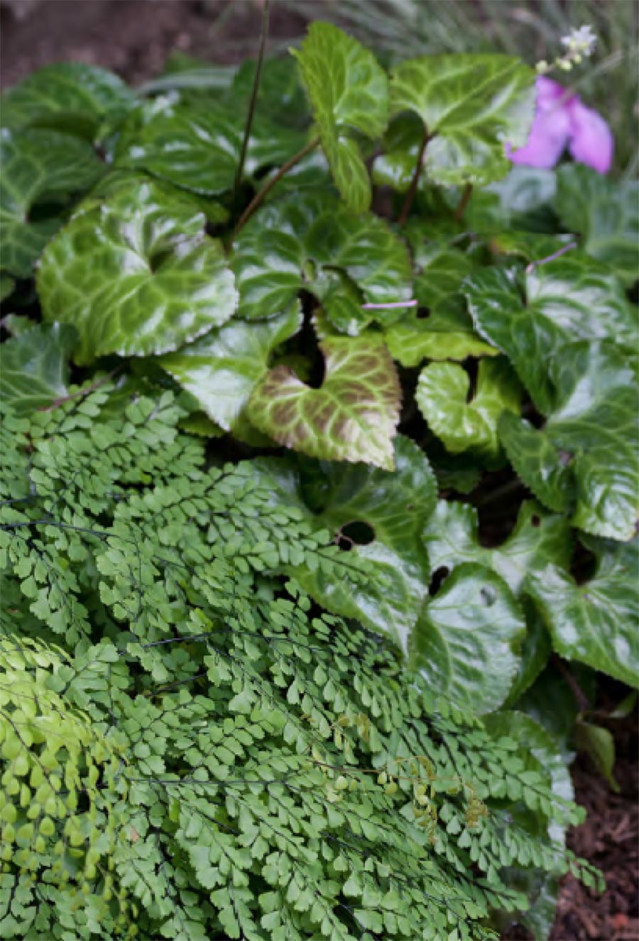 Plant selection and design with Darcy Daniels