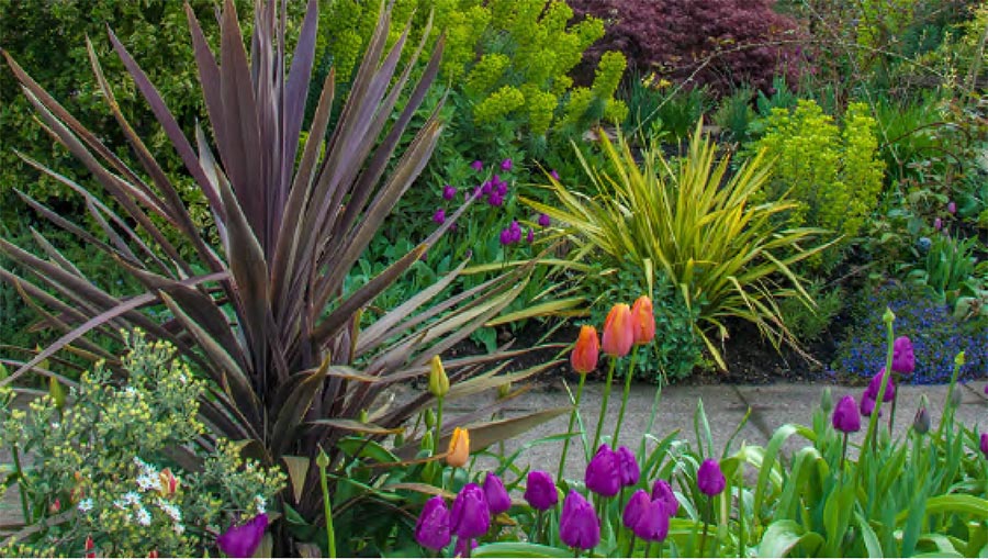 Plant selection and design with Darcy Daniels