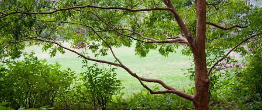 Plant selection and design with Darcy Daniels