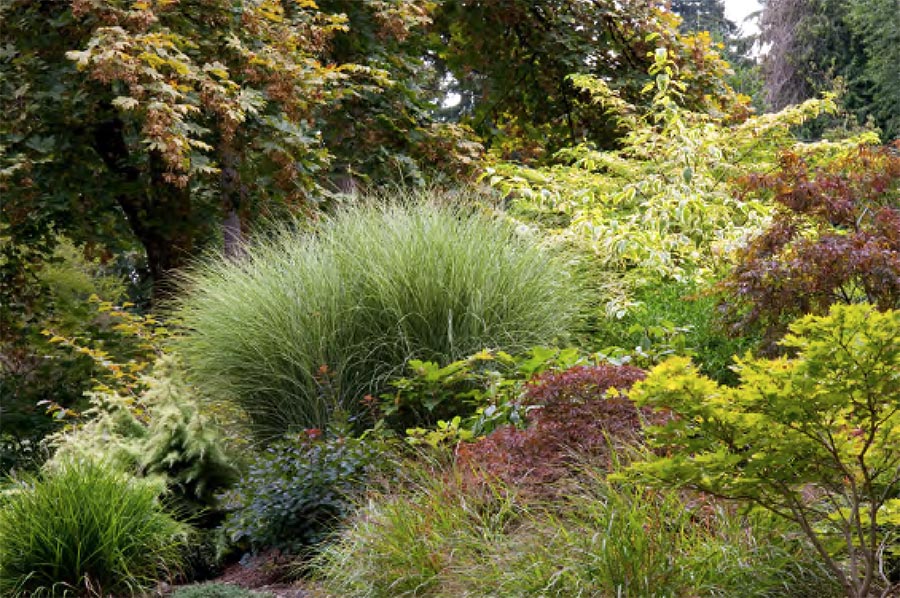 Plant selection and design with Darcy Daniels