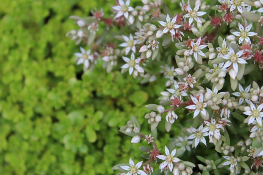 sedum