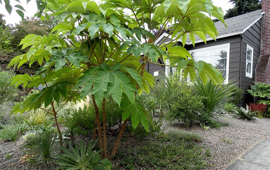 Tetrapanax papyrifer