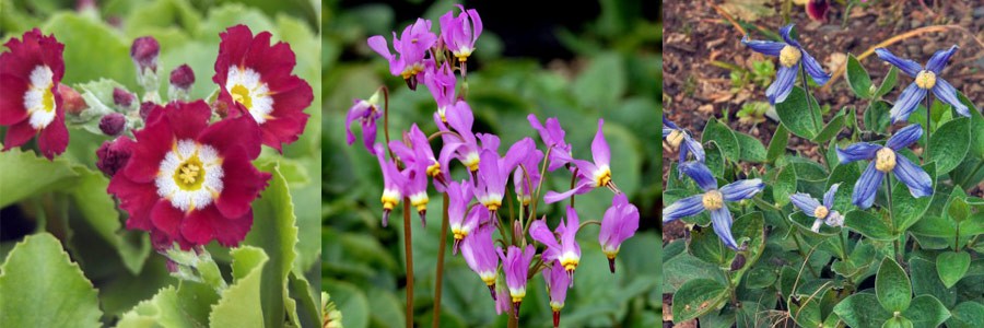 Primula x pubescence "The Cardinal, Dodecatheon pulchellum, and Clematis integrifolia