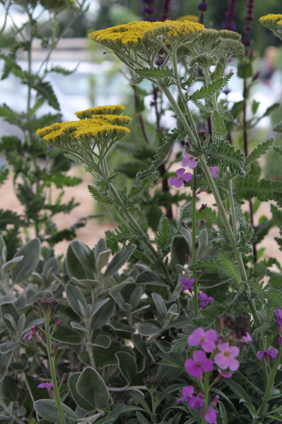 WCMGA Education Garden at PCC Rock Creek