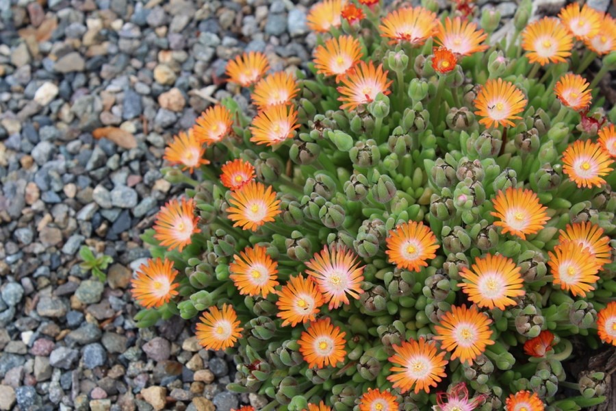 WCMGA Education Garden at PCC Rock Creek