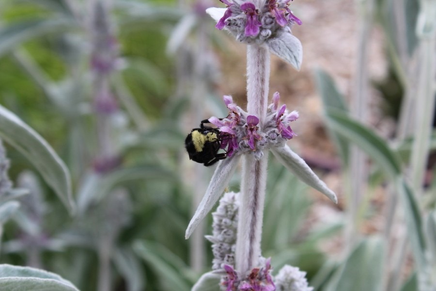 WCMGA Education Garden at PCC Rock Creek