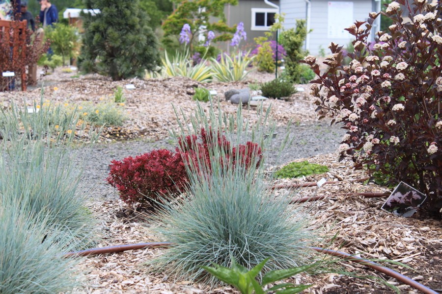 WCMGA Education Garden at PCC Rock Creek