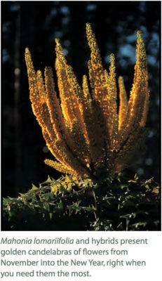 Mahonia lomariifolia