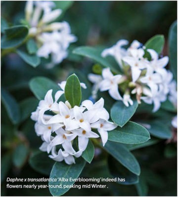 Daphne x transatlantica