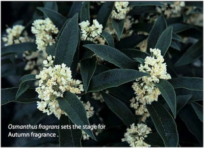 Osmanthus fragrans